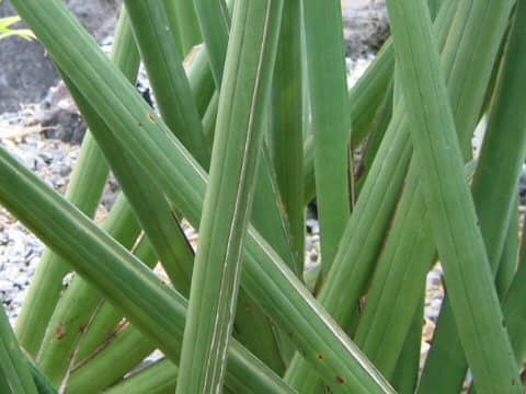 Sansevieria stuckyi