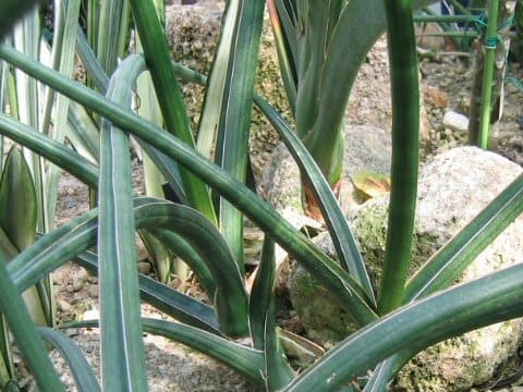 Sansevieria stuckyi