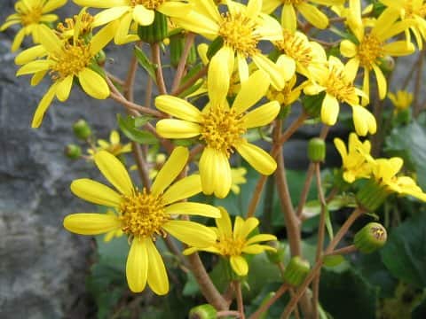 Farfugium japonicum