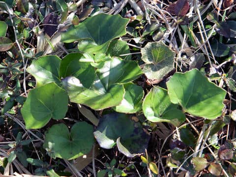 Farfugium japonicum