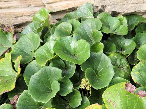 Farfugium japonicum