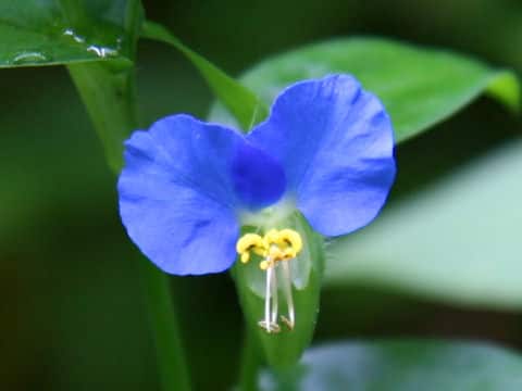 Commelina communis