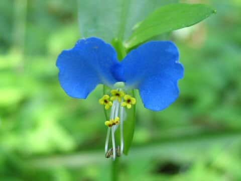 Commelina communis