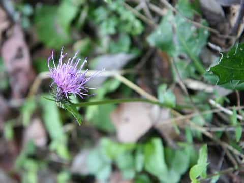 Cirsium tashiroi