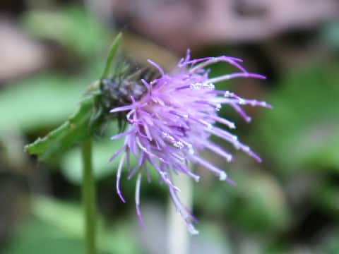 Cirsium tashiroi