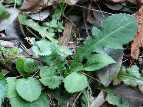 Cirsium tashiroi