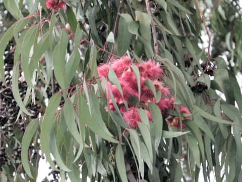 Eucalyptus sp.