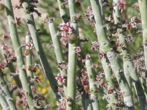 Euphorbia antisyphilitica