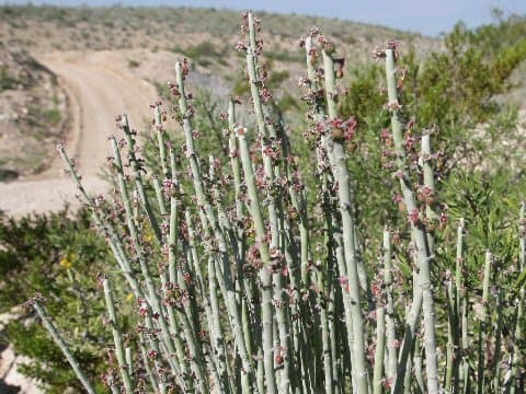 Euphorbia antisyphilitica