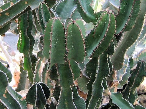 Euphorbia cooperi