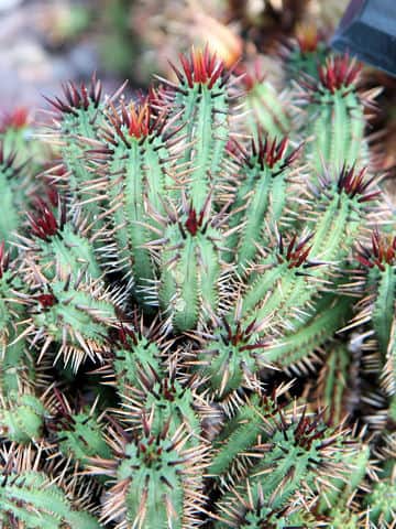 Euphorbia enopla