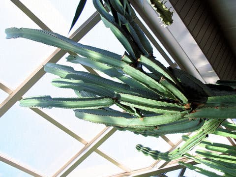 Euphorbia ingens
