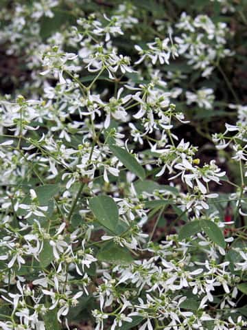 Euphorbia leucocephala