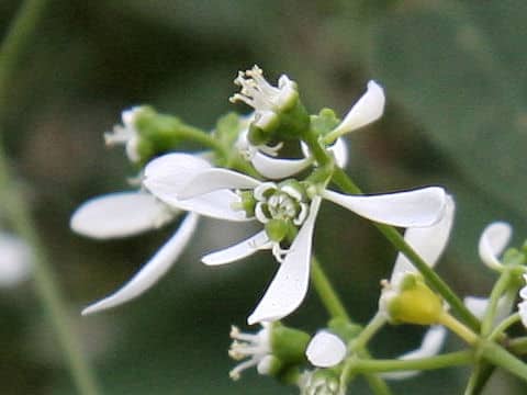 Euphorbia leucocephala