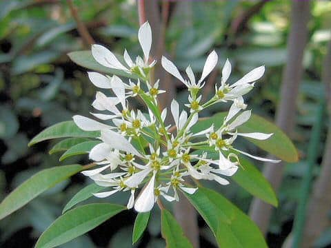 Euphorbia leucocephala