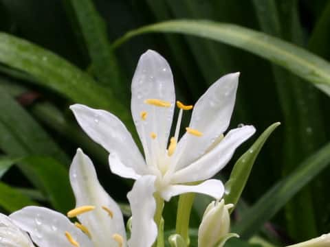 Eurycles amboinensis