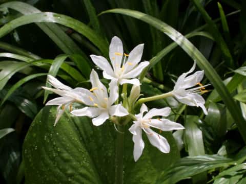 Eurycles amboinensis