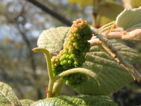 Vitis vinifera