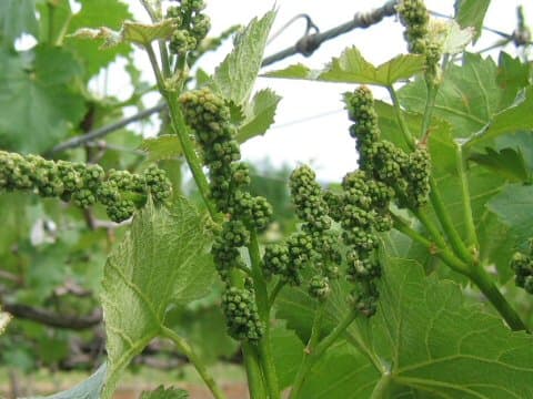 Vitis vinifera