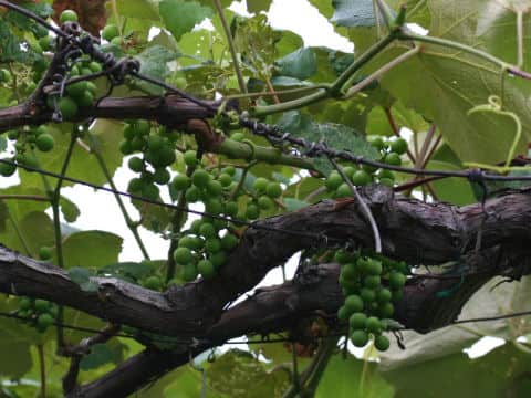 Vitis vinifera