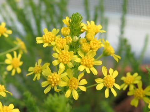 Euryops virgineus cv. Golden Cracker