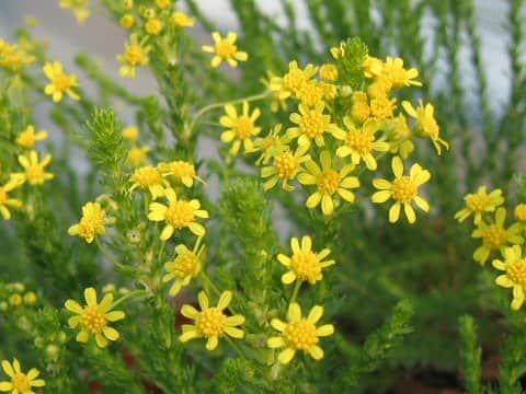 Euryops virgineus cv. Golden Cracker