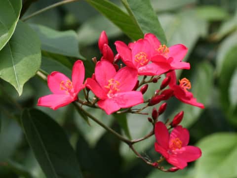 Jatropha integerrima