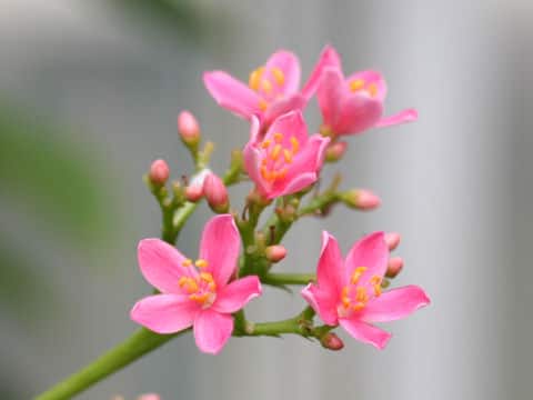 Jatropha integerrima