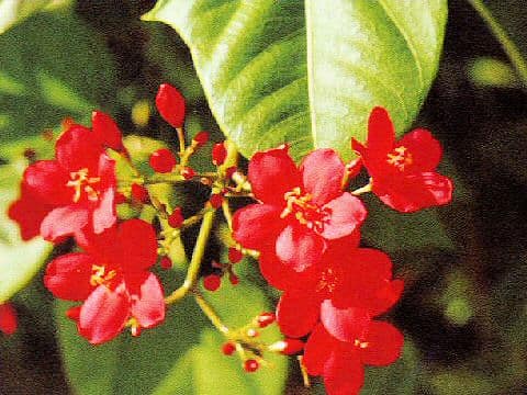 Jatropha integerrima