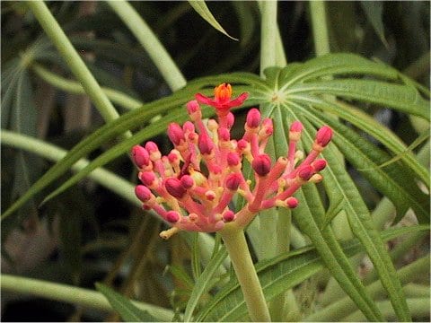 Jatropha multifida