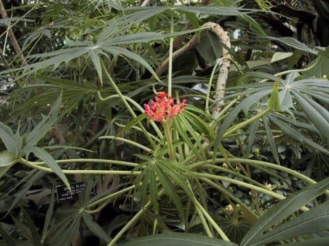Jatropha multifida