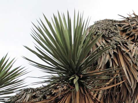 Yucca brevifolia