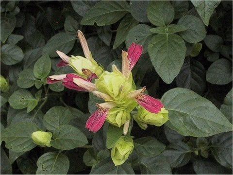 Justica cv. Fruit cocktail