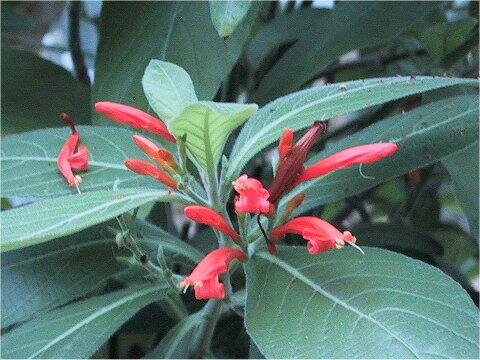 Justicia spicigera