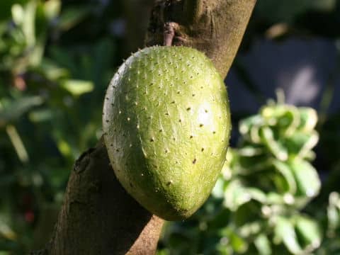Annona montana