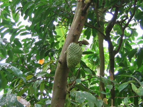 Annona montana