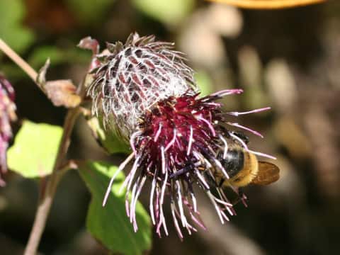 Synurus palmatopinnatifidus var. indivisus