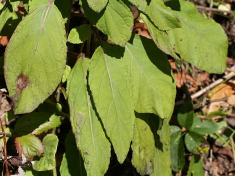 Synurus palmatopinnatifidus var. indivisus