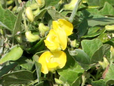 Vigna angularis var. nipponensis