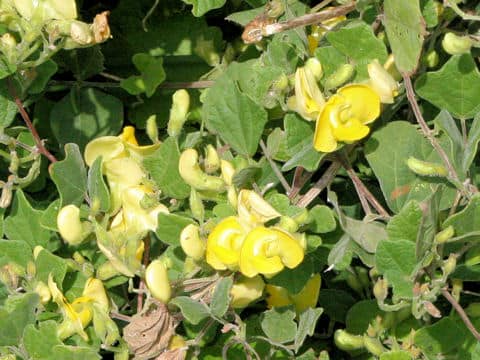 Vigna angularis var. nipponensis