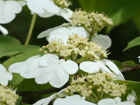 Viburnum plicatum var. tomentosum