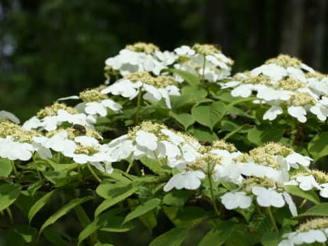 Viburnum plicatum var. tomentosum