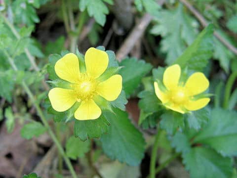 Duchesnea indica