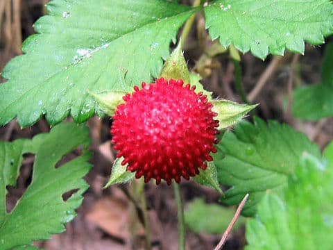 Duchesnea indica