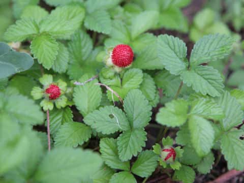 Duchesnea indica