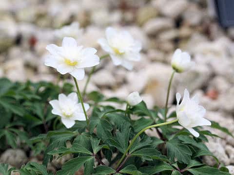 Anemone nemorosa
