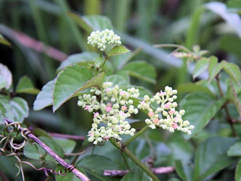 Cayratia japonica