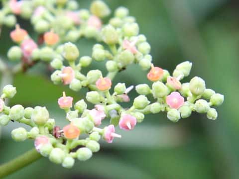 Cayratia japonica
