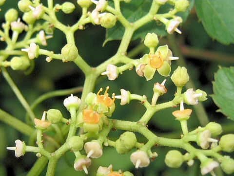 Cayratia japonica