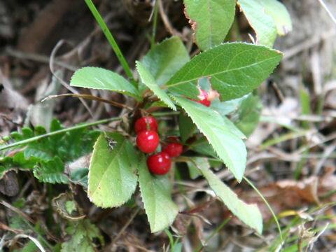 Ardisia japonica